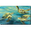 Sea Turtles by Julia Purinton - Painting-64743688-64743689