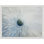 Full Bloom 1 Print by Art House Studios