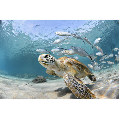 Tortue vue de près avec banc de poissons - Photographie sur toile tendue
