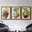 Antique Fruit III - ensemble de 3 peintures sur toile encadrées-1701013477-1701013503