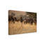 Aware par Renee Doyle - reproduction de photo sur toile tendue-1020910616