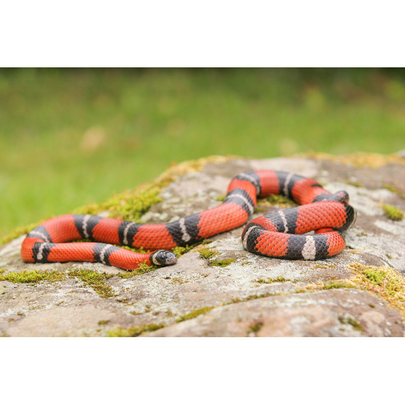 Milk Snake On Rock by Jcrader - No Frame Print on Canvas, 61cm H x 91cm W