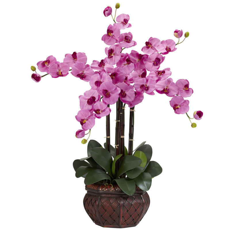 Orchidées phalaenopsis dans un vase, Mauve