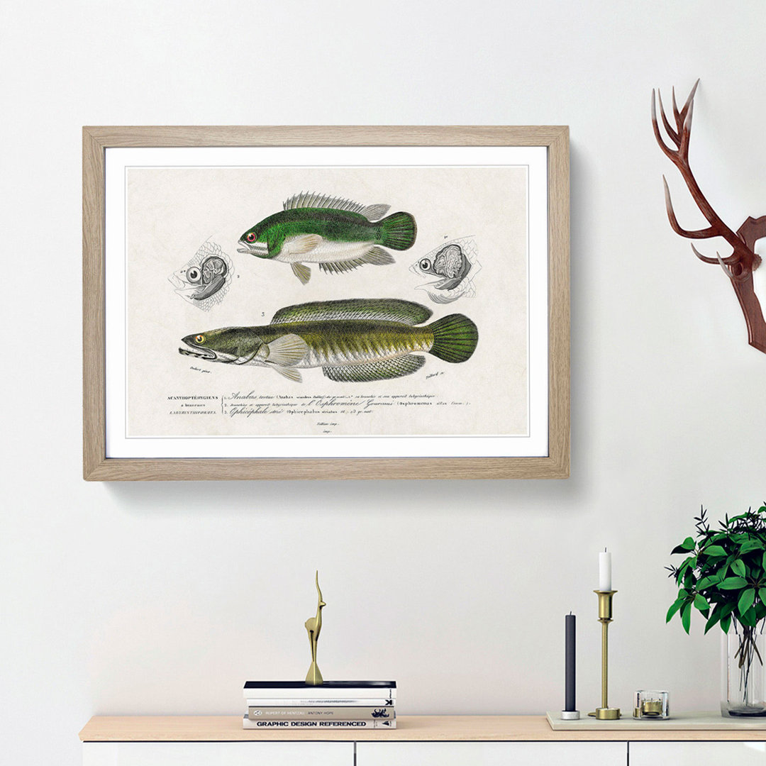 Green Fish Illustrations by Charles d Orbigny - Framed Print