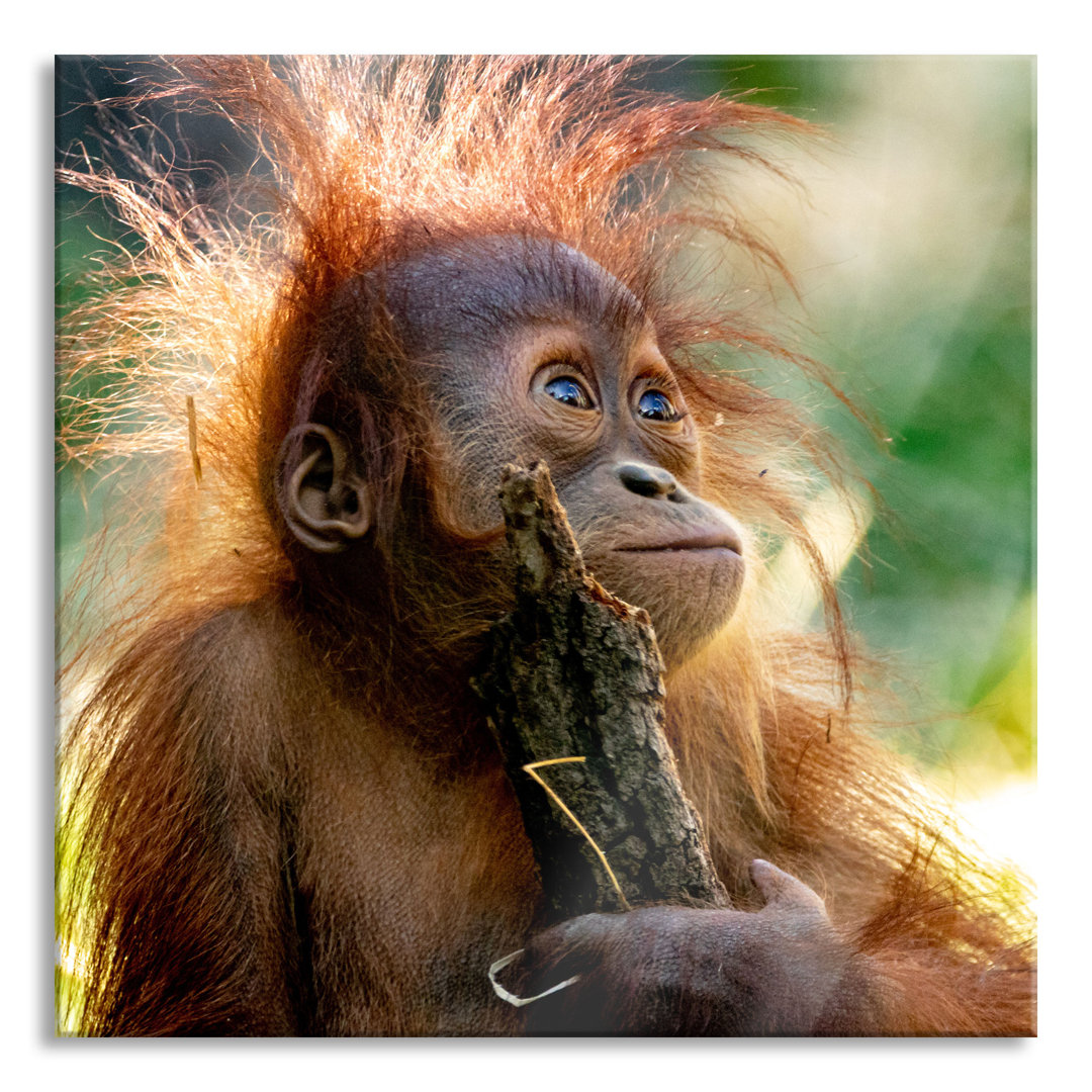 Glasbild Orang-Utan Baby spielt mit Stock