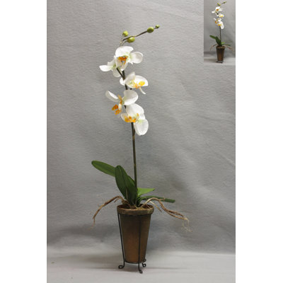 Arrangement floral orchidée en pot