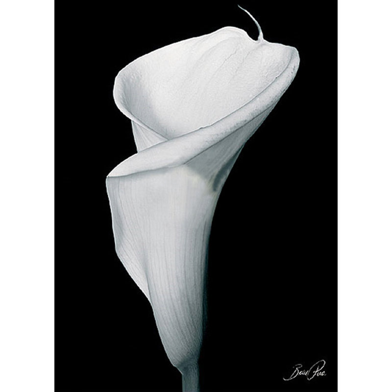 Arum lis III, H 39 po x l 28 po