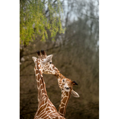 Mother And Baby Giraffe Kissing, Selective Focus by Kamadie - Wrapped Canvas Print