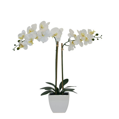 Orchids Arrangement in Pot
