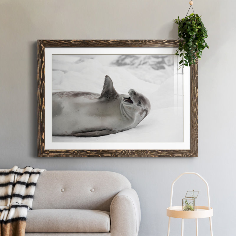 Laughing Seal - photographie avec cadre photo, Papier avec cadre noyer, H 31 po x l 44 po x P 1 po