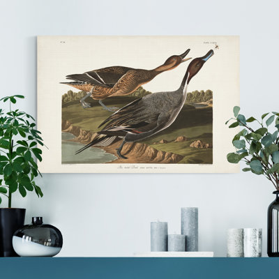 " Pl 322 Pin-tailed Duck "
