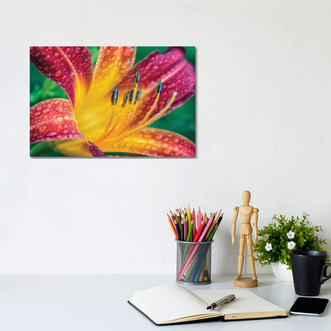 Close Up Of A Flower by Glauco Meneghelli - Wrapped Canvas Print