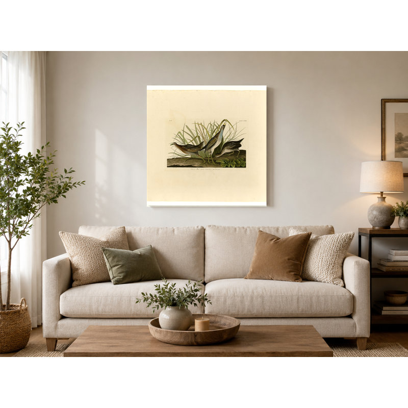 Rail Sora (planche 233) - art mural carré sur toile, 16" W x 16" H