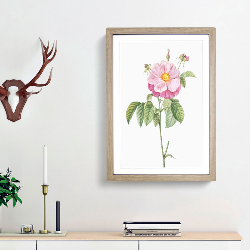 A Provins Rose In Pink by Pierre-Joseph Redoute - Single Picture Frame Painting, 63cm H x 45cm W x 2cm D, Oak Framed