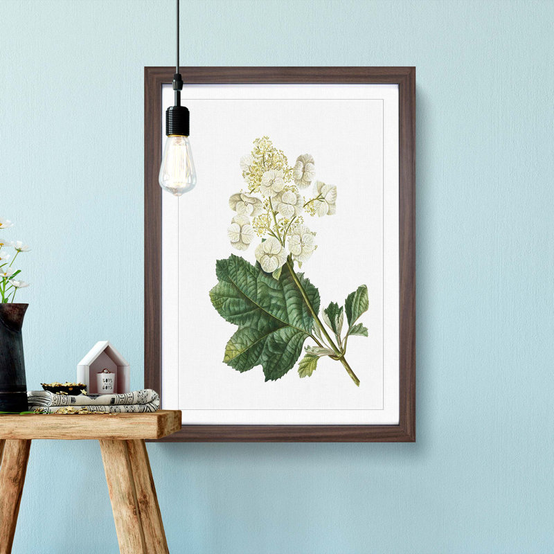 Oakleaf Hydrangea by Pierre-Joseph Redoute - Picture Frame Painting Print, Walnut Framed, 36cm H x 27cm W x 2cm D