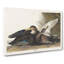 Dusky Duck by John Audubon - Wrapped Canvas Painting-55304247