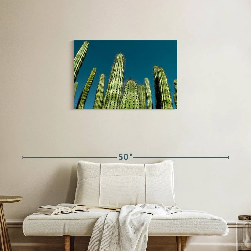 Cactus bleu ciel Harnek, H 20 po x l 30 po