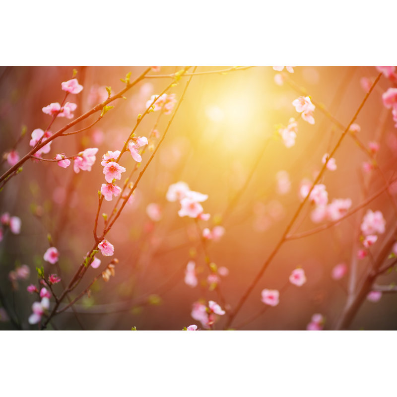 Cherry Blossomb - Wrapped Canvas Print, 61cm H x 91cm W x 3.8cm D