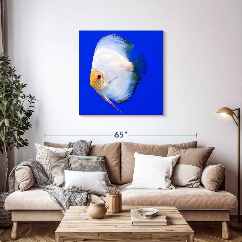 Brampt Pompadour Discus Fish