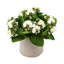 Kalanchoe Arrangement in Fiberstone Pot-1078803482
