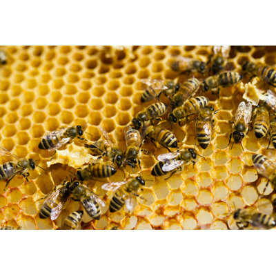 Christophor " Bees "
