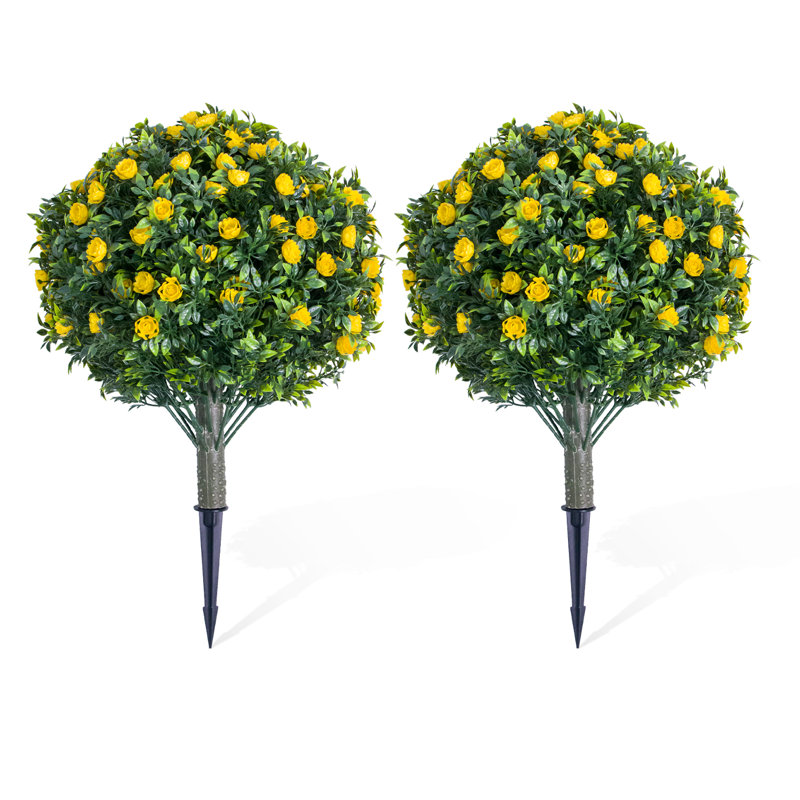 60cm Plant