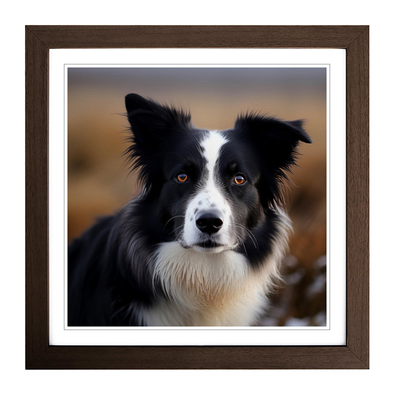 Border Collie Photograph - Framed Print, Walnut