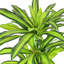 Arbre Dracaena artificiel Kilgore en pot