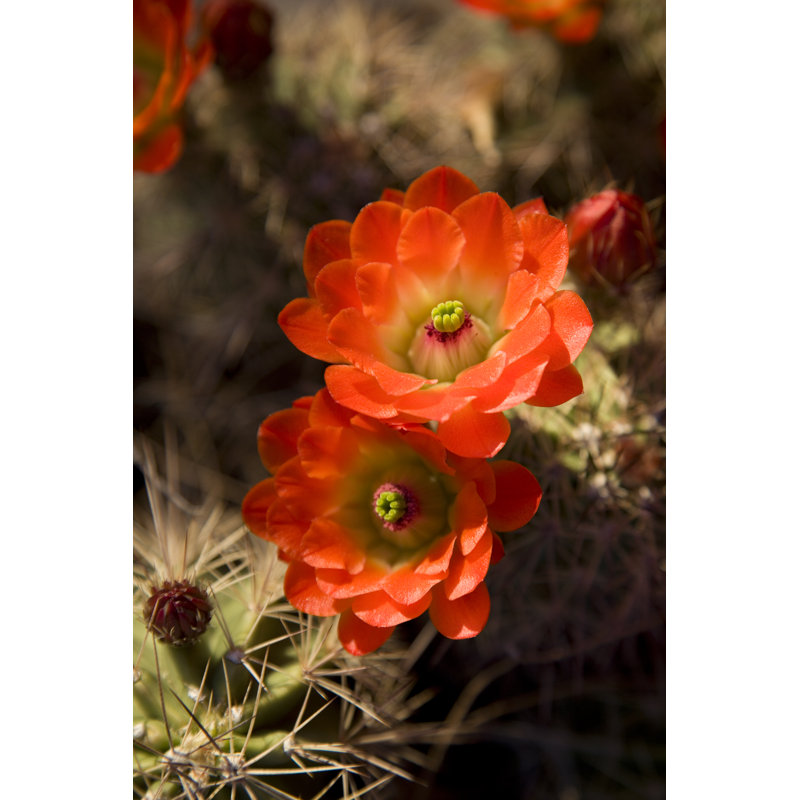 Pair Of Bright Orange by Vallariee - Wrapped Canvas Print, 122cm H x 81cm W x 3.8cm D