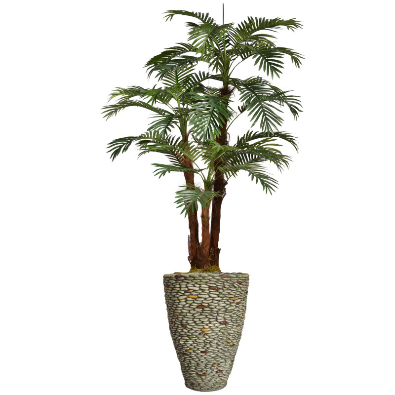 Palmier de Panama en pot