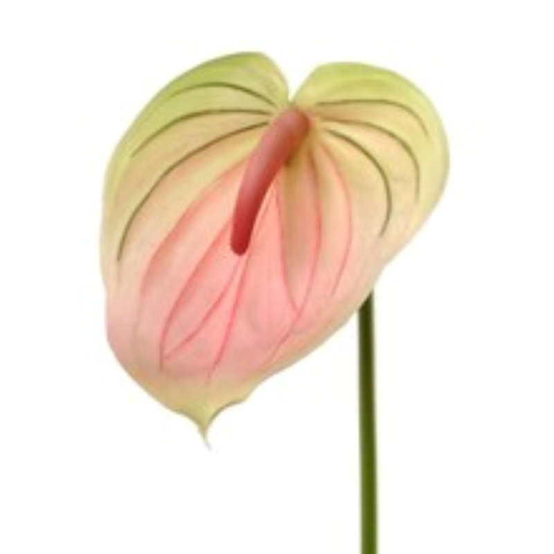 29" Anthurium - 4 Pack