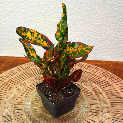 Croton Batik - Live Plant in a 2 Inch Pots - Codiaeum Variegatum - Beautiful Easy Care Indoor Houseplant