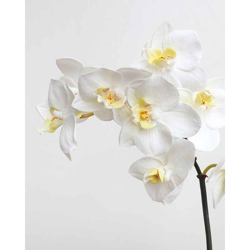 Phalaenopsis Orchidée Blanche 23 po, White, 23" H x 3" W