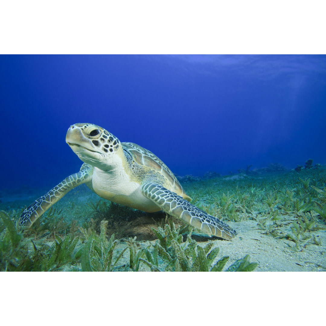 Leinwandbild Green Sea Turtle von Richcarey