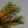 Victorian Lighted Artificial Pine Christmas Tree