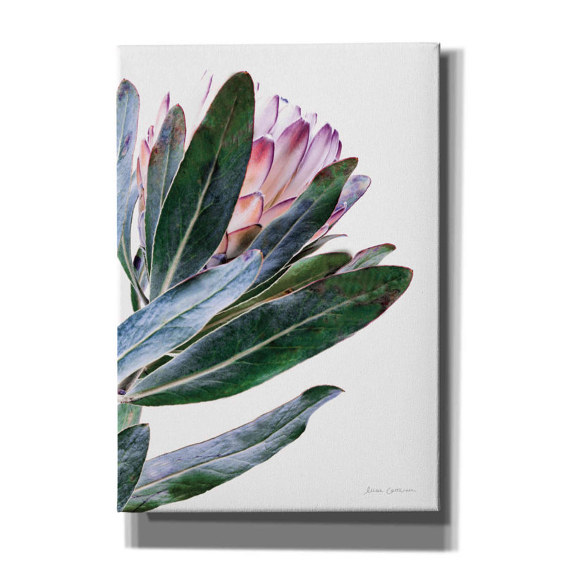 'Protea in Leaf' by Elise Catterall, Giclee Canvas Wall Art, 26" H x 18" W x 0.75" D