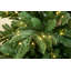 Sapin de Noël artificiel éclairé Fraser-2123314415
