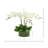 Kerwin Organic Modern Orchid Arrangement