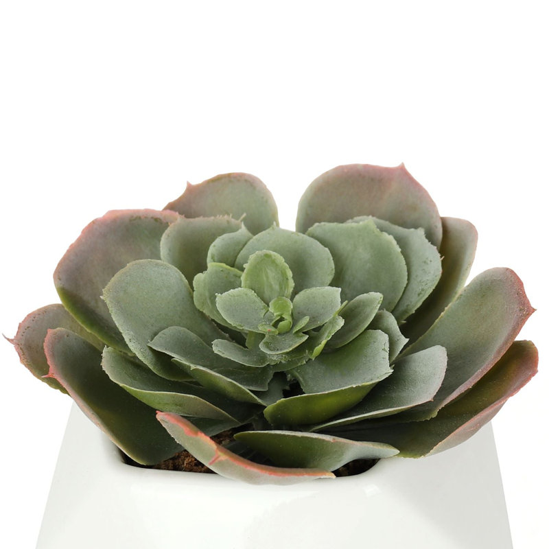 2,75 "succulent Echeveria (Cassyz Winter) en pot