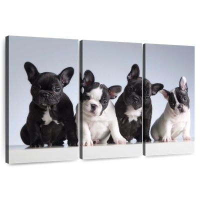 Chiots bouledogue français Brampt