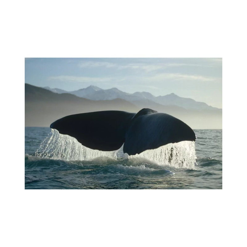 Sperm Whale Tail, New Zealand by Flip Nicklin - Wrapped Canvas Print, 101.6 cm H x 66.04 cm W x 1.91 cm D