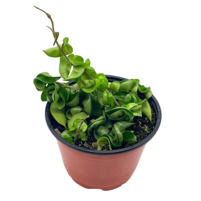 Hoya Hindu Rope Carnosa Compacta 6 Inch Krinkle Kurl Ready For Upgrade Hone