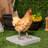 14"H Indoor/Outdoor Standing Hen Statue
