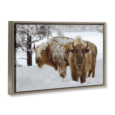 Winter White Bison Floating Frame, design by Mike Jones