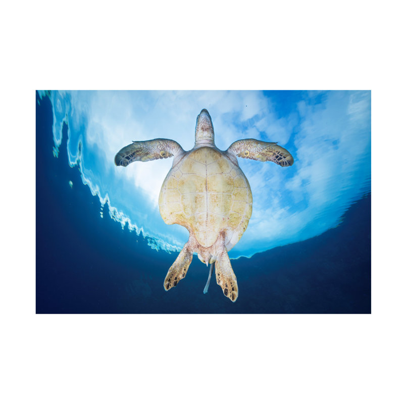 Bolog Barathieu Gabriel Shark Attack Survivor Canvas Art, 12" H x 19" W