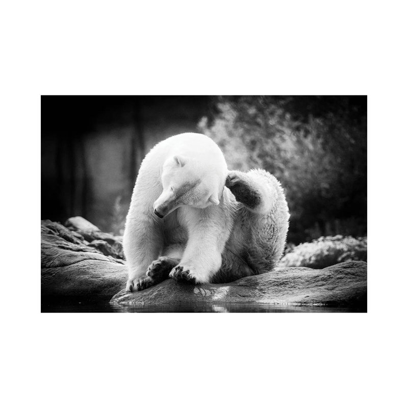 Scratching by Lars Van De Goor - Wrapped Canvas Print, 20.32 cm H x 30.48 cm W