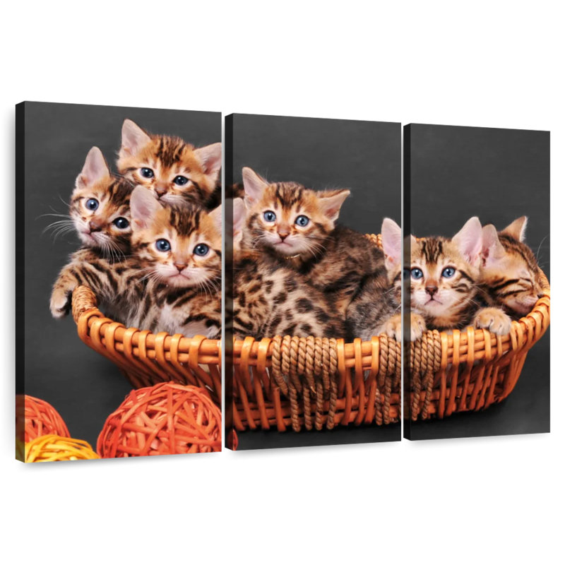 Panier de chatons du Bengale
