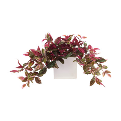 Tradescantia Zebrina Arranged In Ceramic Vase