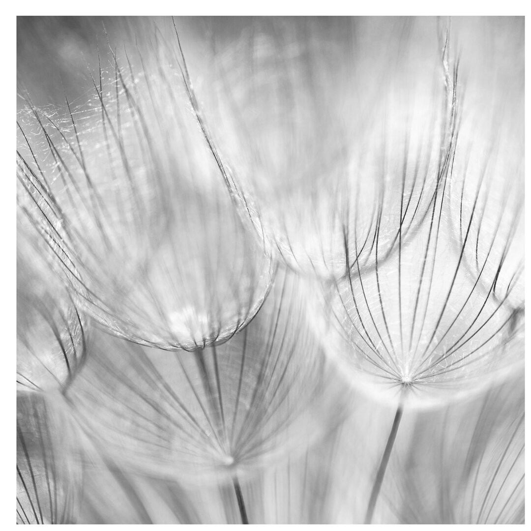 Seidenmatte Fototapete Dandelions