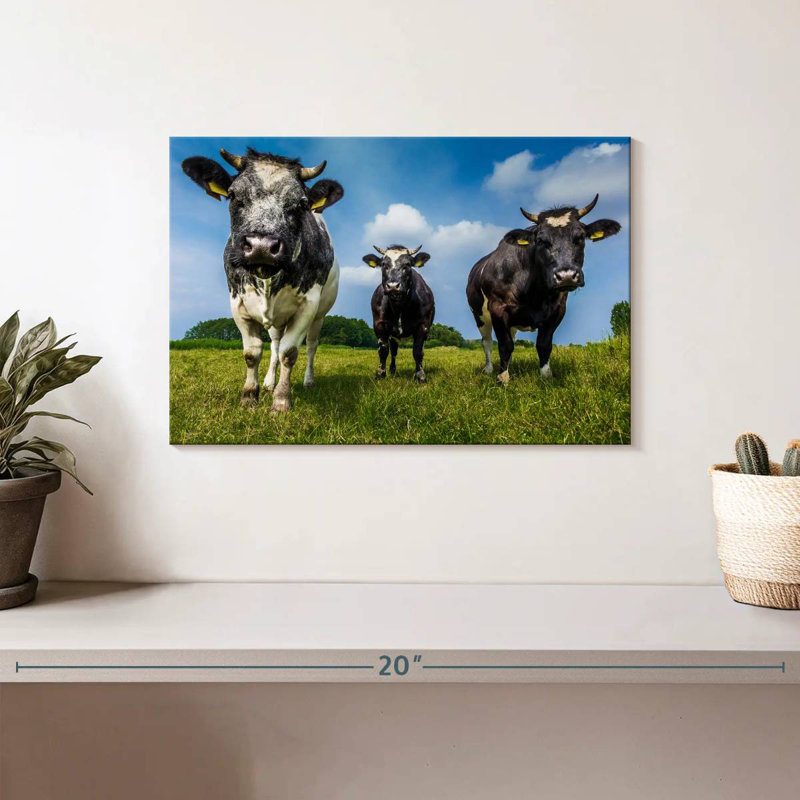 Vache, H 8 po x l 12 po